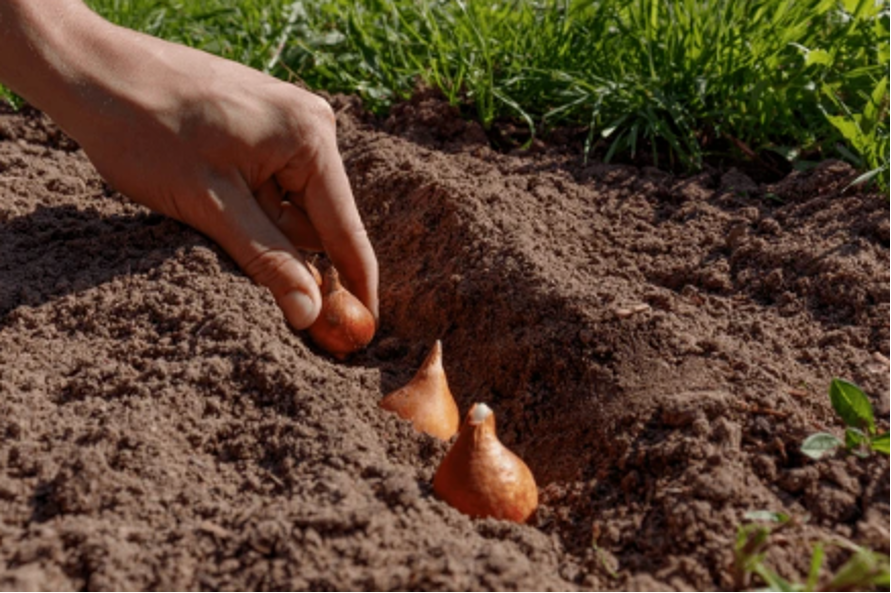 qué plantar en otoño